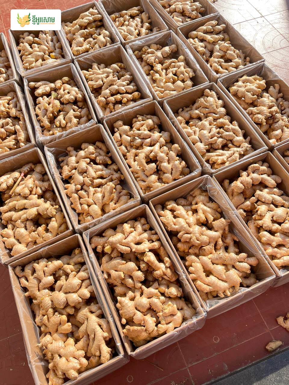 Ginger perfectly packed in boxes